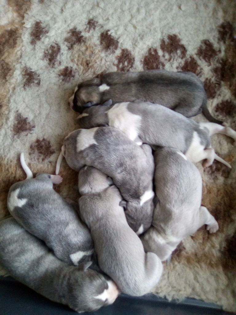 LES BEBES DE POWEROFLOVE