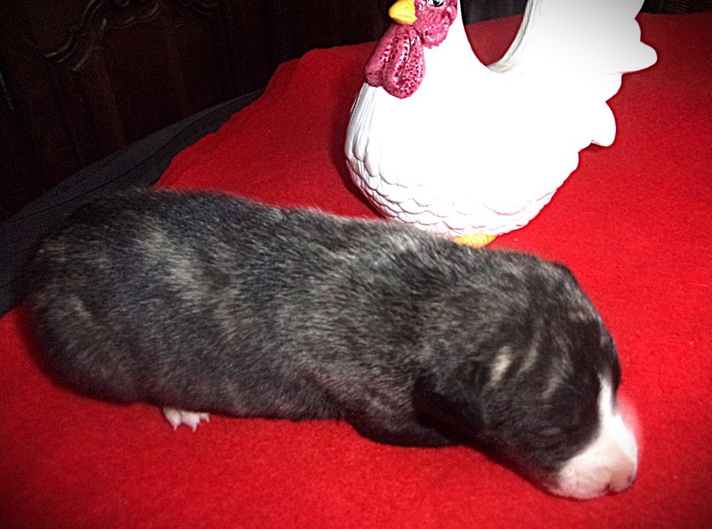 Douceur de Olympie - Whippet - Portée née le 02/02/2025