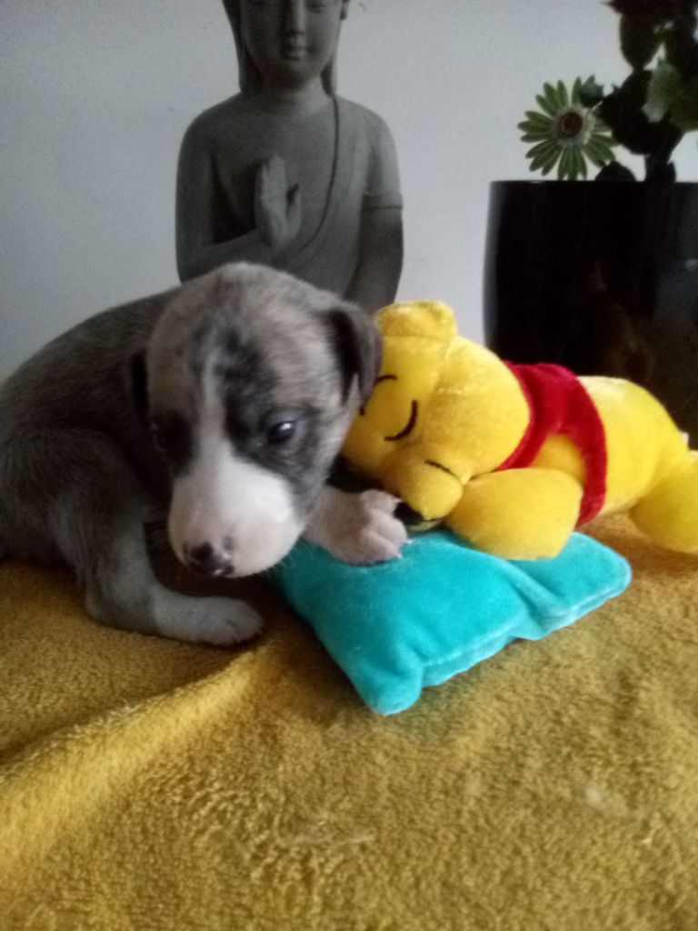 Douceur de Olympie - Chiots disponibles - Whippet