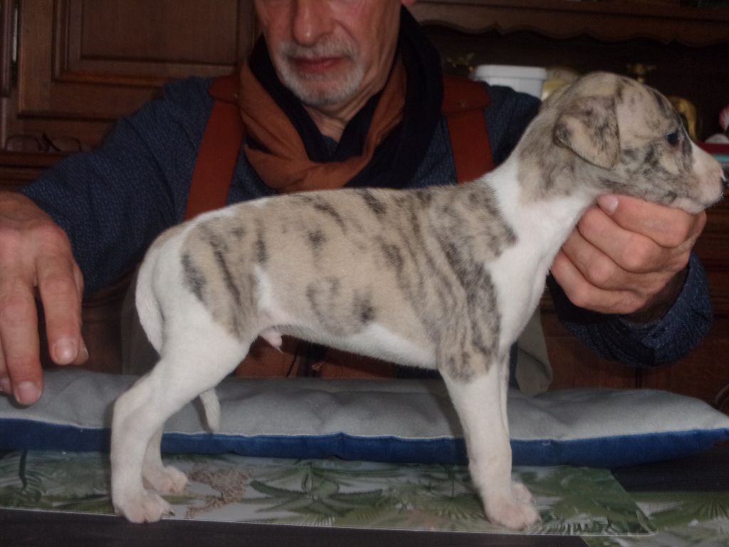 Douceur de Olympie - Chiots disponibles - Whippet